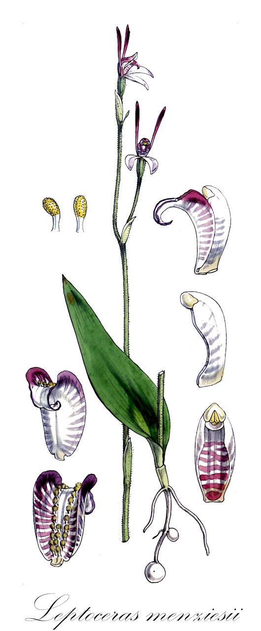Leptoceras menziesii - Orchidaceae,Plantae,Pteridobiotina,Angiosperms,Asparagales,Orchidaceae,Leptoceras,Leptoceras menziesii,Caladenia macrophylla, Caladenia menziesii, Caladenia menziesii var. alba, Leptoceras macrophylla, Leptoceras oblonga