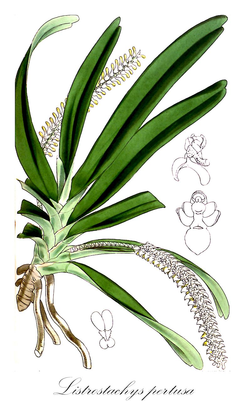 Listrostachys pertusa - Orchidaceae,Plantae,Pteridobiotina,Angiosperms,Asparagales,Orchidaceae,Listrostachys,Listrostachys pertusa