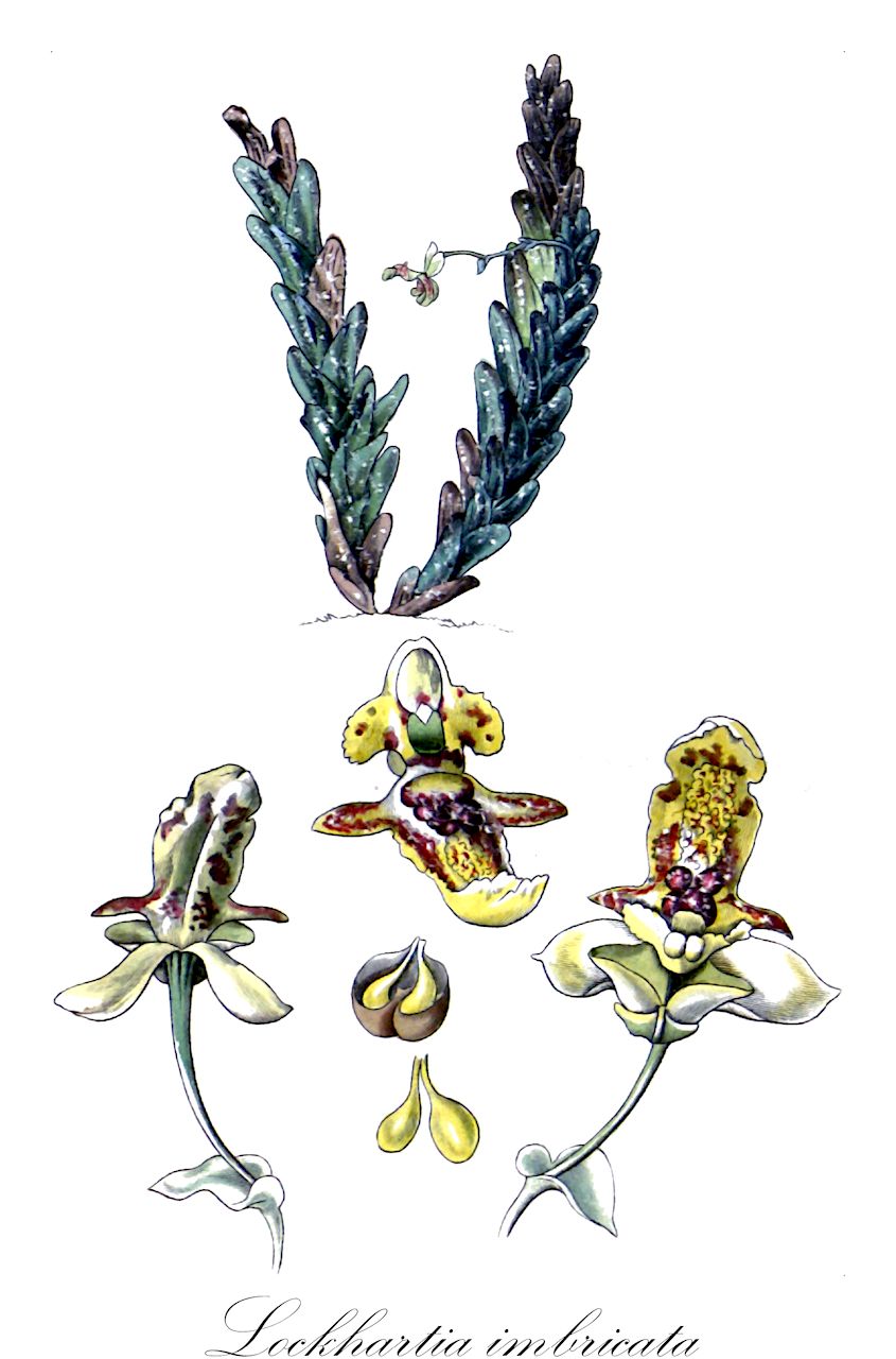 Lockhartia imbricata - Orchidaceae,Plantae,Pteridobiotina,Angiosperms,Asparagales,Orchidaceae,Lockhartia,Lockhartia imbricata,Epidendrum biserrum, Epidendrum imbricatum, Fernandezia elegans, Fernandezia obtusa, Lockhartia biserra, Lockhartia elegans, Lockhartia floribunda, Lockhartia obtusa, Lockhartia obtusifolia, Lockhartia weigeltii
