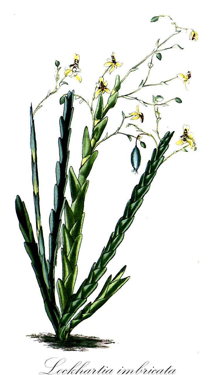 Lockhartia imbricata - Orchidaceae,Plantae,Pteridobiotina,Angiosperms,Asparagales,Orchidaceae,Lockhartia,Lockhartia imbricata,Epidendrum biserrum, Epidendrum imbricatum, Fernandezia elegans, Fernandezia obtusa, Lockhartia biserra, Lockhartia elegans, Lockhartia floribunda, Lockhartia obtusa, Lockhartia obtusifolia, Lockhartia weigeltii
