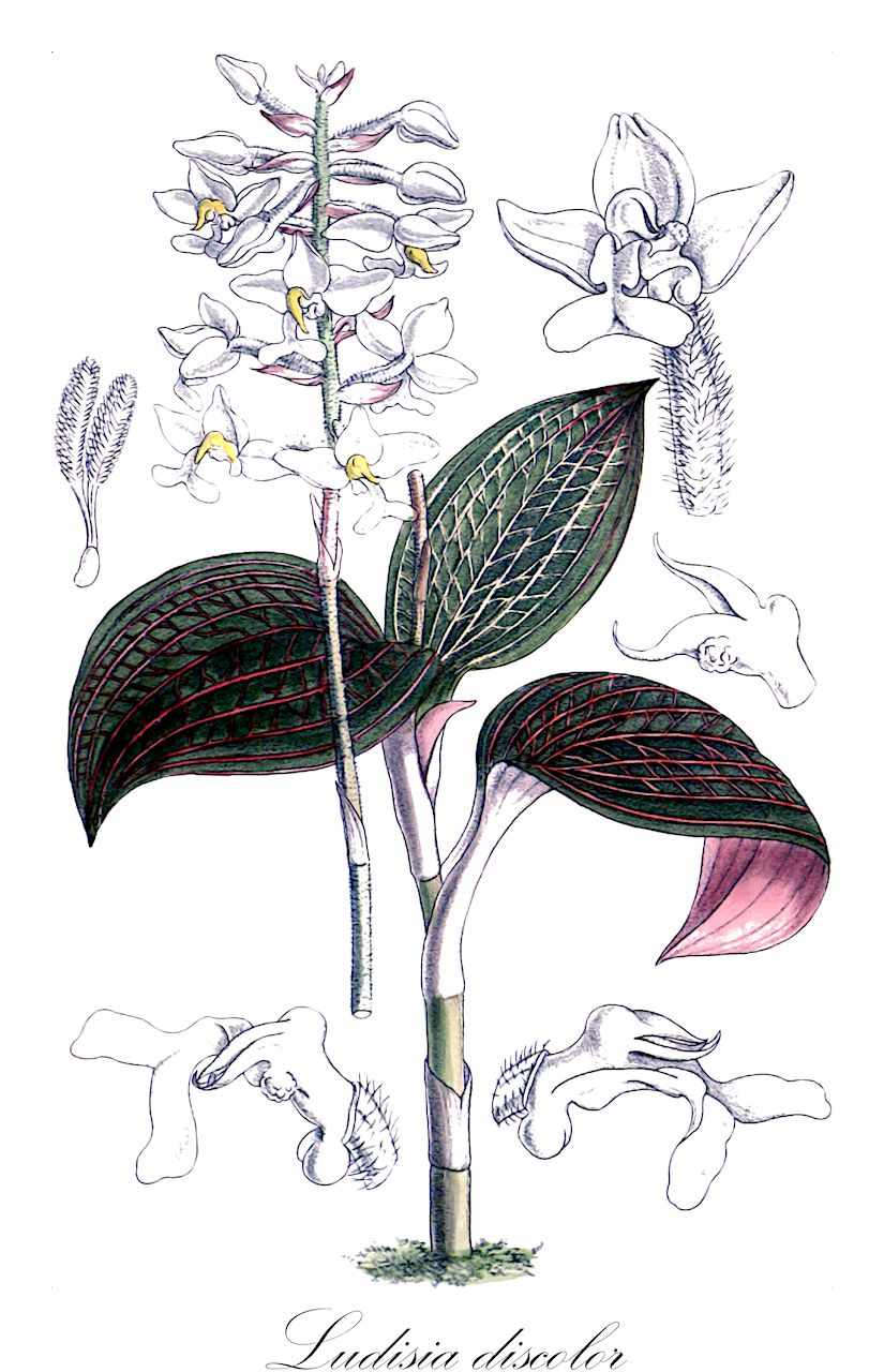 Ludisia discolor - Orchidaceae,Plantae,Pteridobiotina,Angiosperms,Asparagales,Orchidaceae,Ludisia,Ludisia discolor,Anoectochilus dawsonianus, Anoectochilus ordeanus, Anoectochilus ordianus, Anoectochilus ordianus, Anoectochilus rubrovenia, Dicrophyla elegans, Gonogona discolor, Goodyera dawsoniana, Goodyera discolor, Goodyera ordeana, Goodyera ordiana, Goodyera rodigasciana, Goodyera rubrovenia, Haemaria dawsoniana, Haemaria dawsoniana, Haemaria dawsoniana, Haemaria discolor, Haemaria discolor var. concolor, Haemaria discolor var. condorensis, Haemaria discolor var. dawsoniana, Haemaria discolor var. denisoniana, Haemaria discolor var. grandis, Haemaria discolor var. ordeana, Haemaria discolor var. ordeana, Haemaria discolor var. rhodoneura, Haemaria discolor var. trilineata, Haemaria otletae, Haemaria pauciflora, Haemaria rubrovenia, Kuhlhasseltia carrii, Ludisia dawsoniana, Ludisia discolor, Ludisia discolor var. dawsoniana, Ludisia discolor var. ordiana, Ludisia furetii, Ludisia odorata, Ludisia otletae, Myoda rufescens, Neottia discolor, Orchiodes discolor