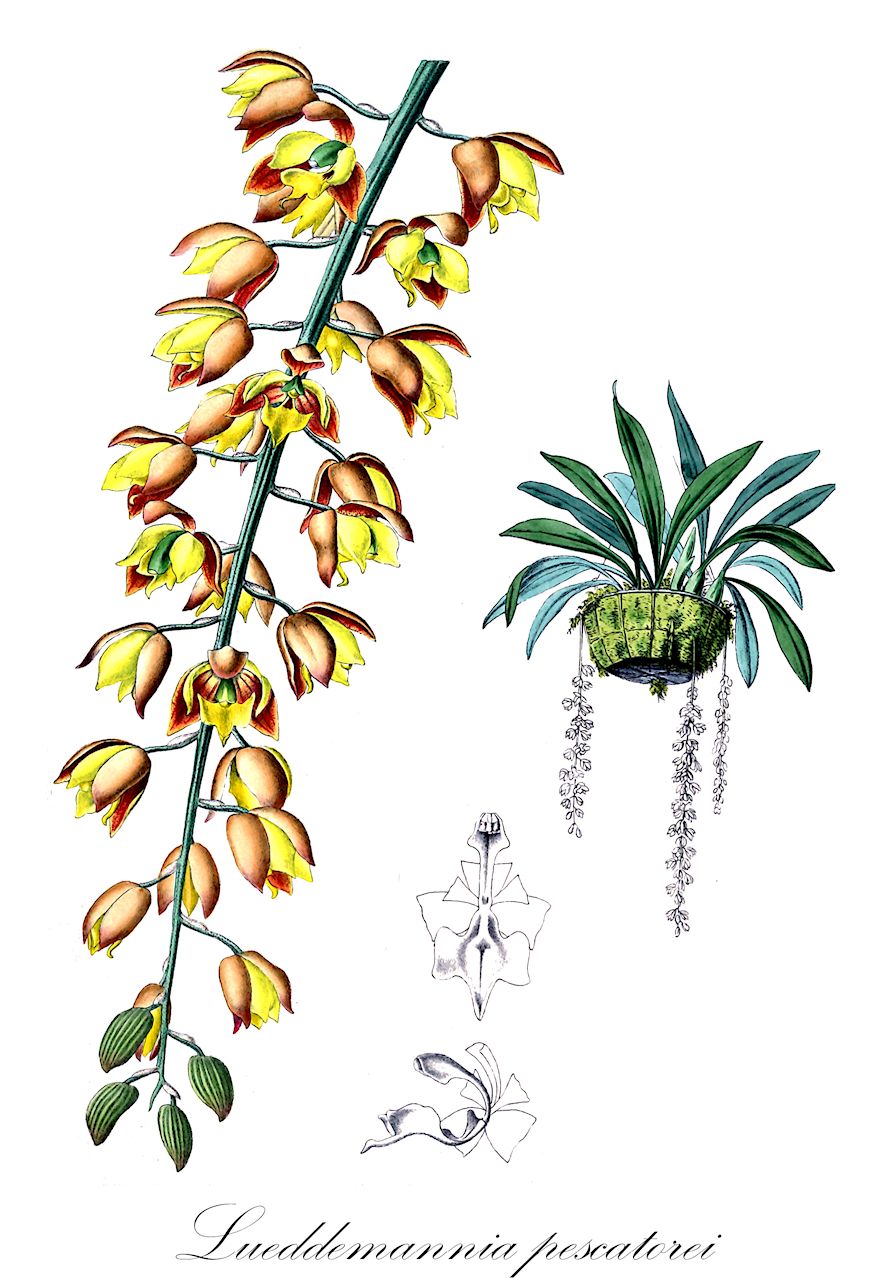 Lueddemannia pescatorei - Orchidaceae,Plantae,Pteridobiotina,Angiosperms,Asparagales,Orchidaceae,Lueddemannia,Lueddemannia pescatorei,Acineta glauca, Cycnoches lindleyi, Cycnoches pescatorei, Cycnoches triloba, Lueddemannia triloba, Lueddemannia vyvereana