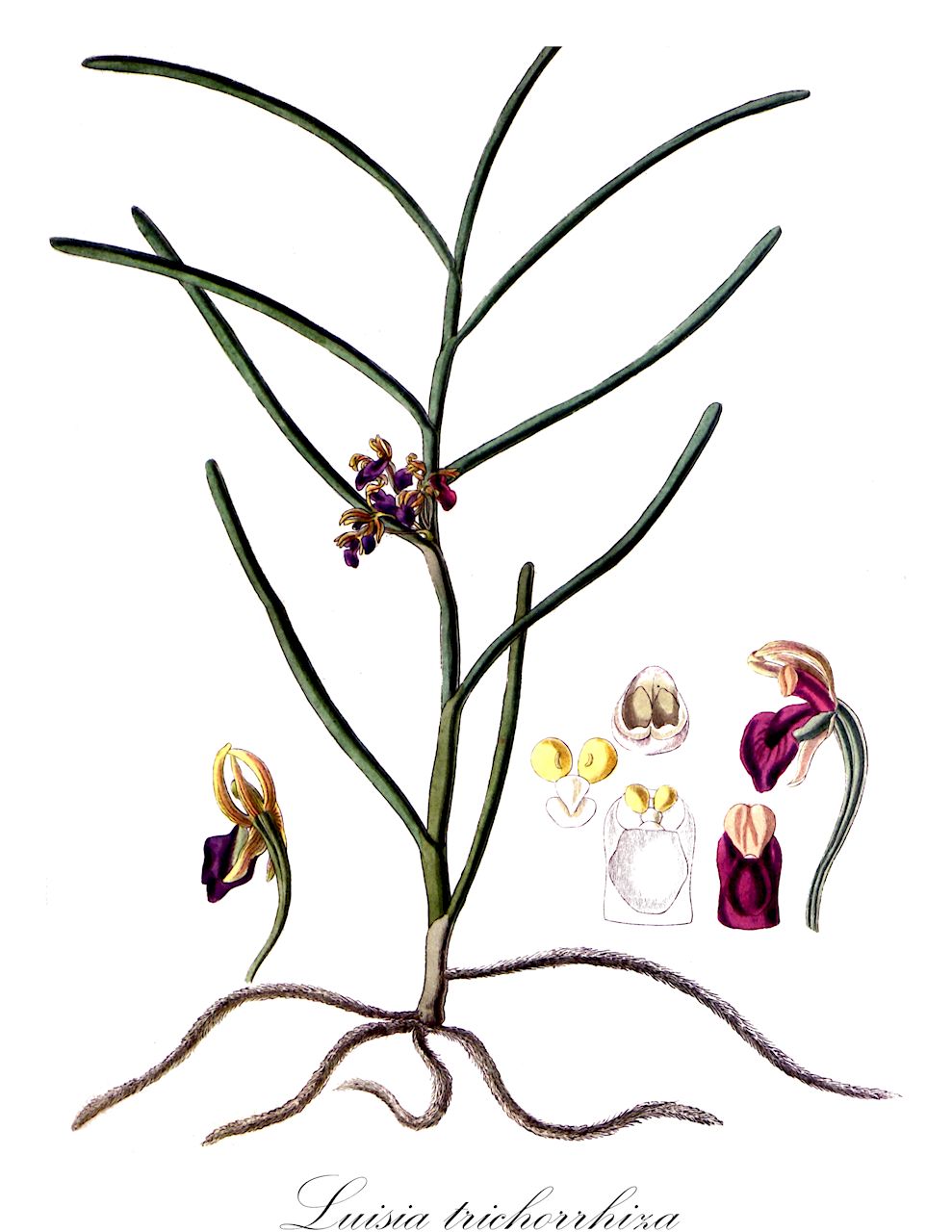 Luisia trichorrhiza - Orchidaceae,Plantae,Pteridobiotina,Angiosperms,Asparagales,Orchidaceae,Luisia,Luisia trichorrhiza,Luisia retusa, Luisia trichorrhiza var. flava, Vanda trichorhiza