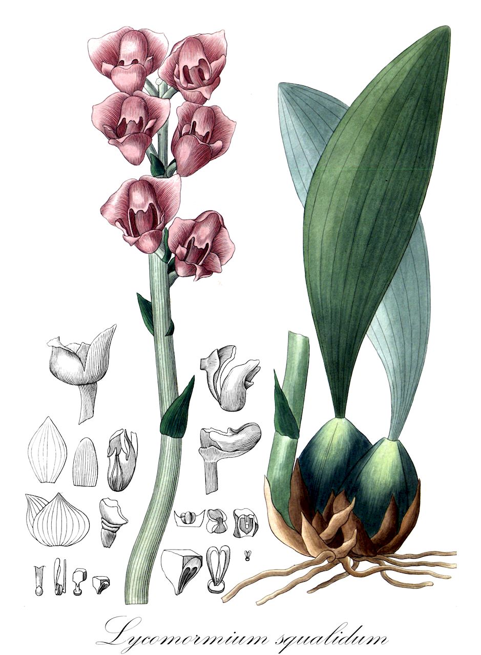 Lycomormium squalidum - Orchidaceae,Plantae,Pteridobiotina,Angiosperms,Asparagales,Orchidaceae,Lycomormium,Lycomormium squalidum,Anguloa squalida, Lycomormium elatum, Peristeria fuscata
