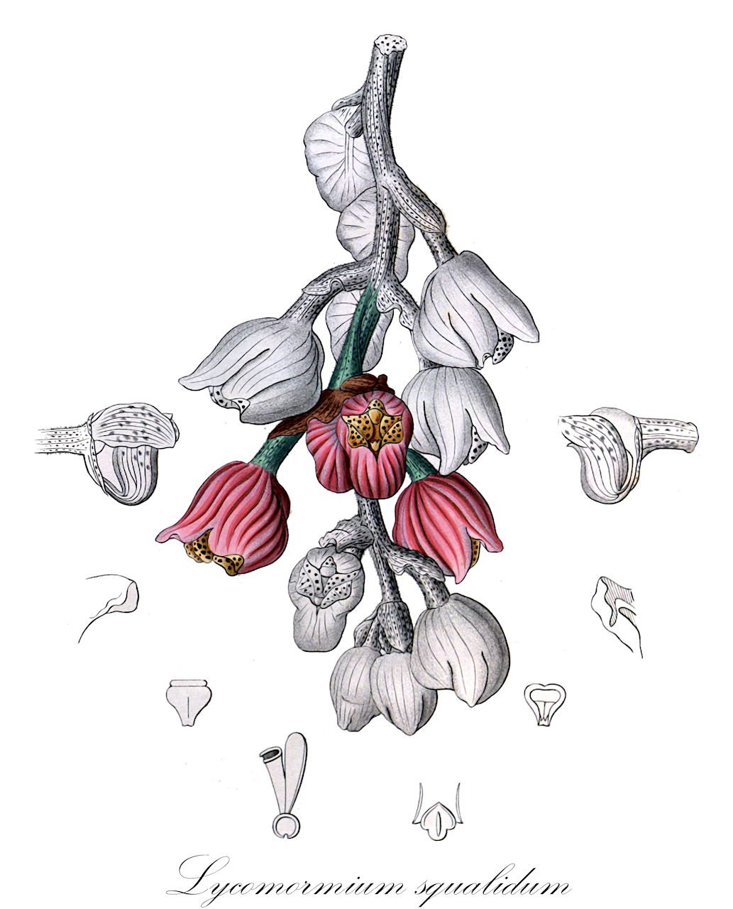 Lycomormium squalidum - Orchidaceae,Plantae,Pteridobiotina,Angiosperms,Asparagales,Orchidaceae,Lycomormium,Lycomormium squalidum,Anguloa squalida, Lycomormium elatum, Peristeria fuscata