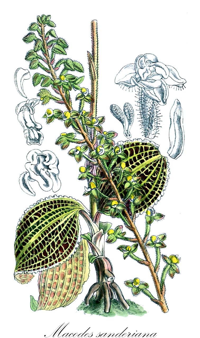 Macodes sanderiana - Orchidaceae,Plantae,Pteridobiotina,Angiosperms,Asparagales,Orchidaceae,Macodes,Macodes sanderiana,Anoectochilus sanderianus