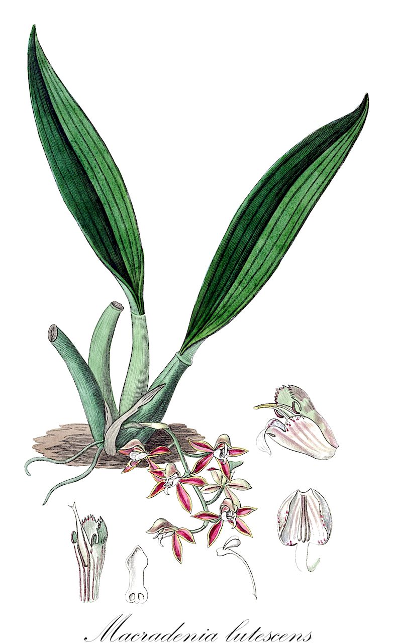 Macradenia lutescens - Orchidaceae,Plantae,Pteridobiotina,Angiosperms,Asparagales,Orchidaceae,Macradenia,Macradenia lutescens,Macradenia surinamensis, Macradenia triandra, Rhynchadenia cubensis