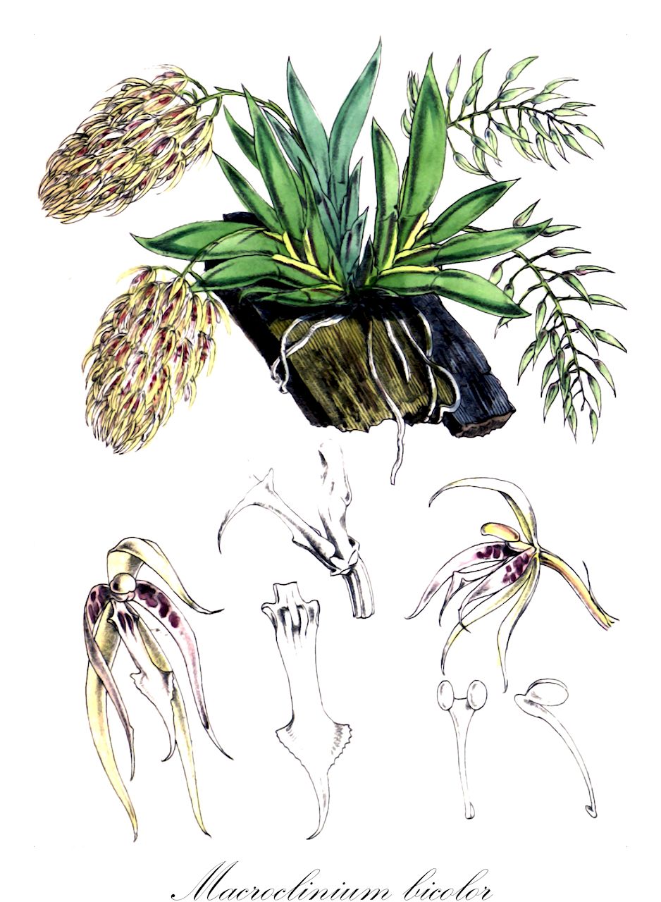 Macroclinium bicolor - Orchidaceae,Plantae,Pteridobiotina,Angiosperms,Asparagales,Orchidaceae,Macroclinium,Macroclinium bicolor,Notylia bicolor