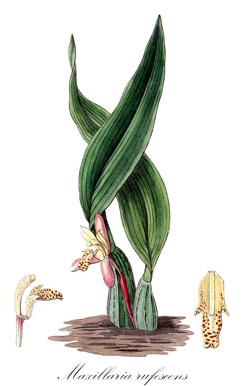Maxillaria rufescens - Orchidaceae,Plantae,Pteridobiotina,Angiosperms,Asparagales,Orchidaceae,Maxillaria,Maxillaria rufescens,Lycaste rugosa, Maxillaria abelei, Maxillaria articulata, Maxillaria fuscata, Maxillaria fuscata, Maxillaria rufescens var. flavida, Maxillaria rufescens var. florida, Maxillaria rugosa, Maxillaria vanillodora, Mormolyca rufescens, Xanthoxerampellia rufescens