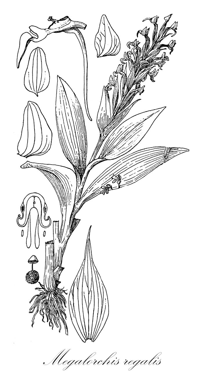 Megalorchis regalis - Orchidaceae,Plantae,Pteridobiotina,Angiosperms,Asparagales,Orchidaceae,Megalorchis,Megalorchis regalis,Habenaria regalis