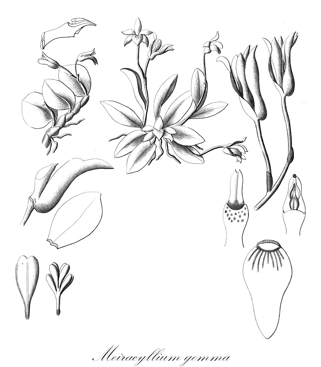 Meiracyllium gemma - Orchidaceae,Plantae,Pteridobiotina,Angiosperms,Asparagales,Orchidaceae,Meiracyllium,Meiracyllium gemma