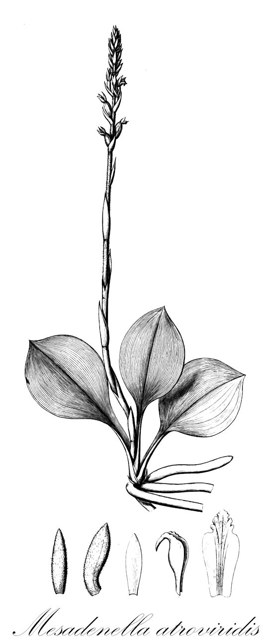 Mesadenella atroviridis - Orchidaceae,Plantae,Pteridobiotina,Angiosperms,Asparagales,Orchidaceae,Mesadenella,Mesadenella atroviridis,Cyclopogon atroviridis, Garaya atroviridis, Spiranthes atroviridis