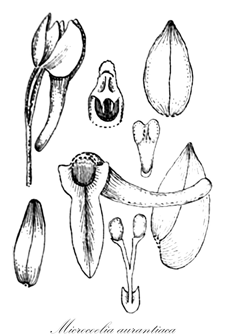 Microcoelia aurantiaca - Orchidaceae,Plantae,Pteridobiotina,Angiosperms,Asparagales,Orchidaceae,Microcoelia,Microcoelia aurantiaca,Gussonea aurantiaca