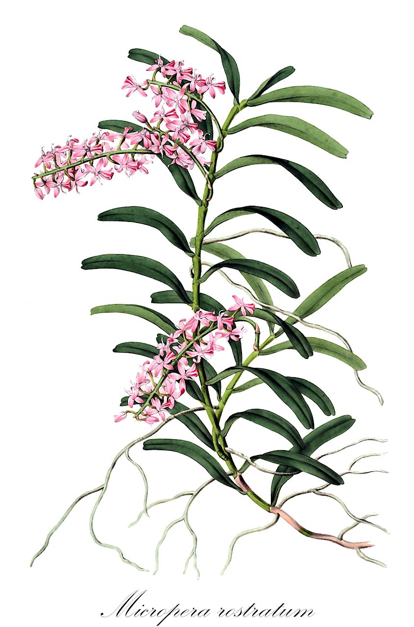 Micropera rostratum - Orchidaceae,Plantae,Pteridobiotina,Angiosperms,Asparagales,Orchidaceae,Micropera,Micropera rostratum,Aerides rostrata, Camarotis purpurea, Camarotis rostrata, Micropera purpurea, Sarcochilus purpureus