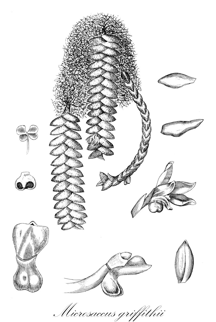 Microsaccus griffithii - Orchidaceae,Plantae,Pteridobiotina,Angiosperms,Asparagales,Orchidaceae,Microsaccus,Microsaccus griffithii,Gastrochilus griffithii, Microsaccus brevifolius, Saccolabium griffithii
