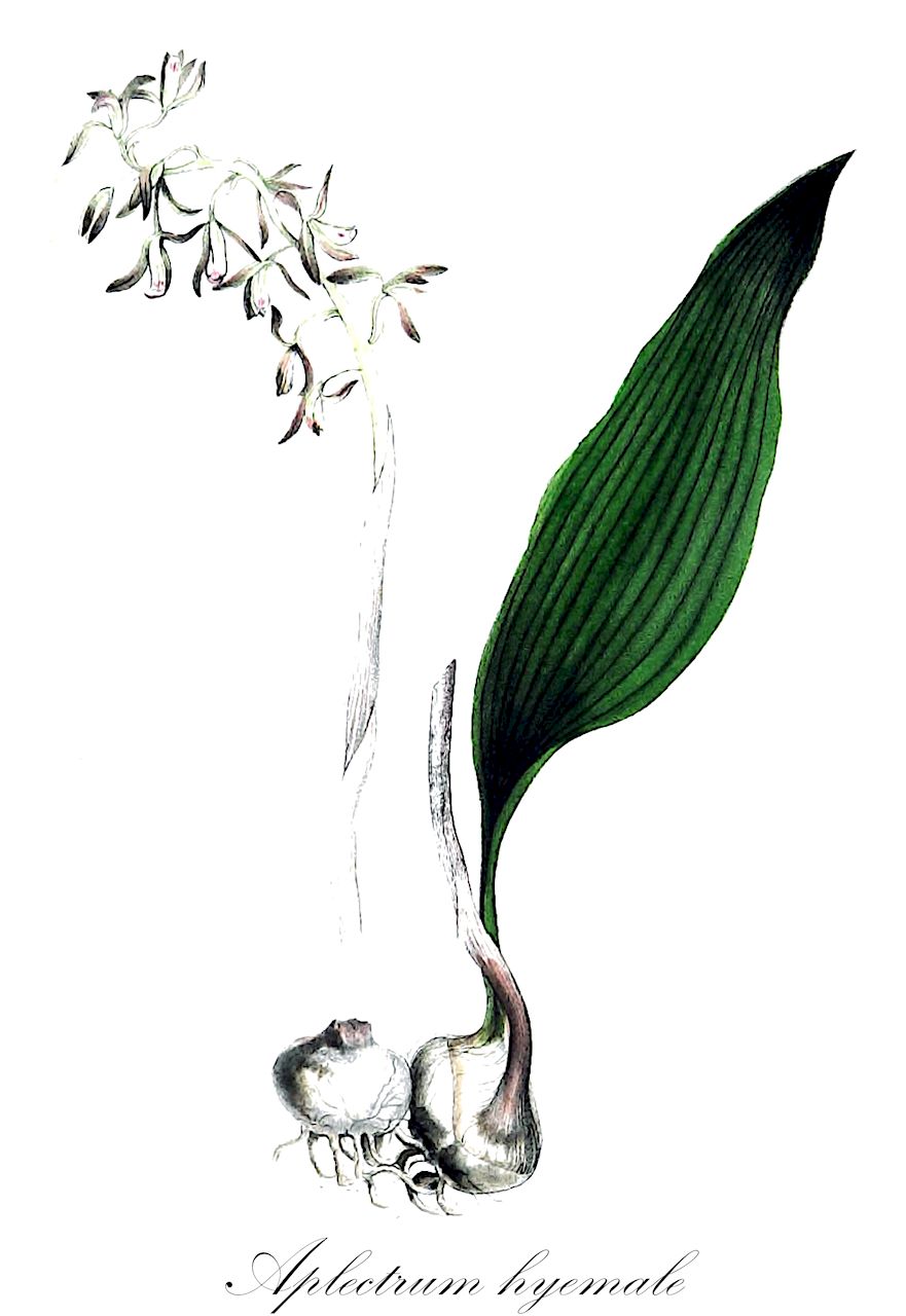 Aplectrum hyemale - Orchidaceae,Aplectra elatior, Aplectrum hyemale f. pallidum, Aplectrum hyemale var. pallidum, Aplectrum shortii, Aplectrum spicatum, Aplectrum spicatum var. pallidum, Corallorhiza hyemalis, Cymbidium hyemale, Epidendrum hyemale,Plantae,Pteridobiotina,Angiosperms,Asparagales,Orchidaceae,Aplectrum,Aplectrum hyemale