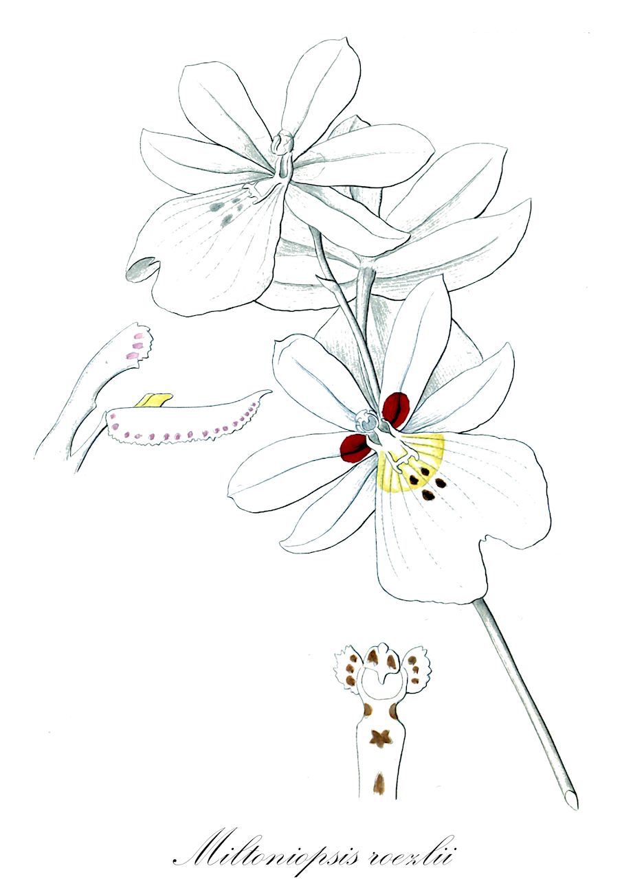 Miltoniopsis roezlii - Orchidaceae,Plantae,Pteridobiotina,Angiosperms,Asparagales,Orchidaceae,Miltoniopsis,Miltoniopsis roezlii,Miltonia roezlii, Miltonia roezlii, Miltoniopsis roezlii var. alba, Miltoniopsis santanae, Odontoglossum roezlii, Odontoglossum roezlii, Odontoglossum roezlii var. alba