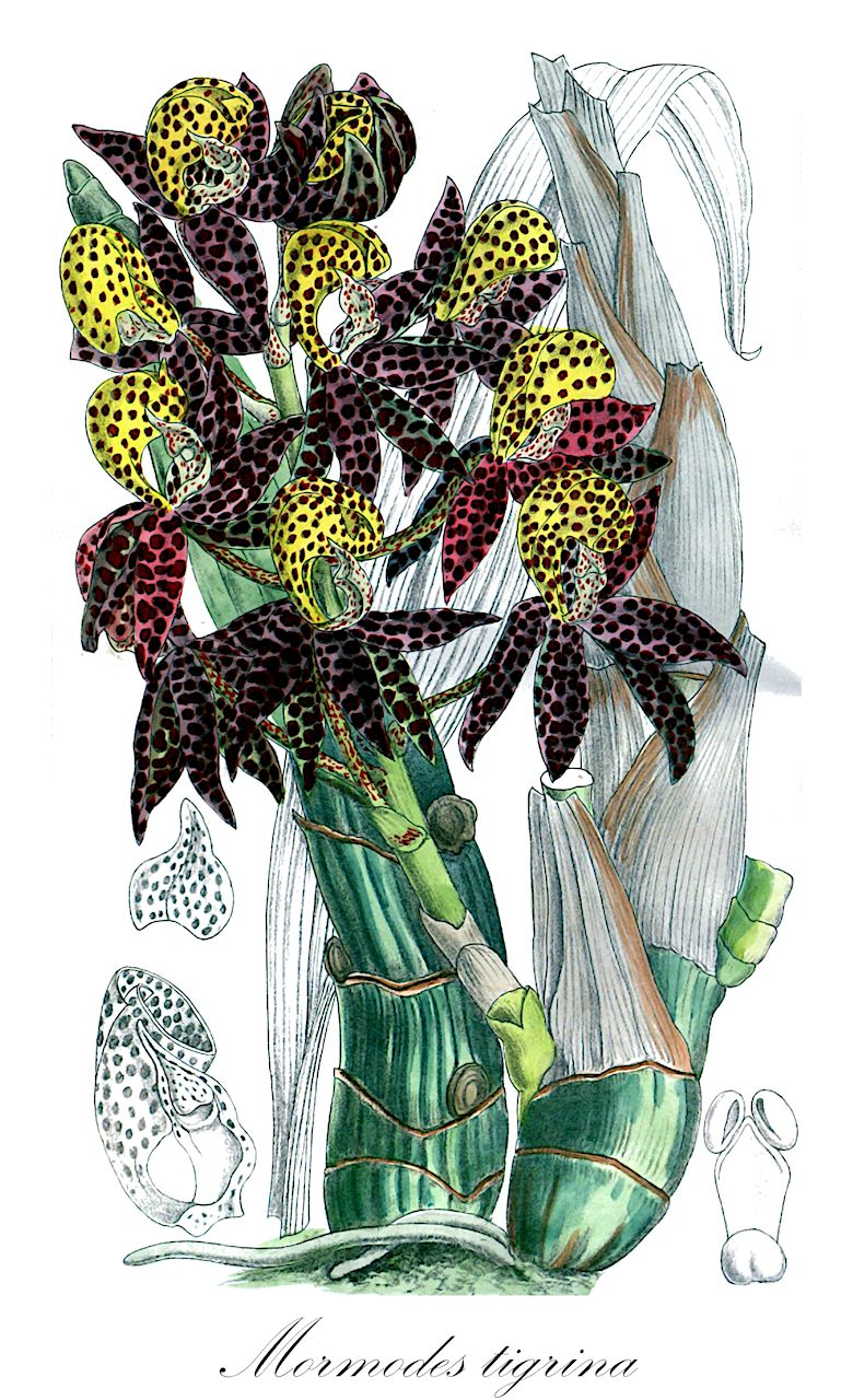 Mormodes tigrina - Orchidaceae,Plantae,Pteridobiotina,Angiosperms,Asparagales,Orchidaceae,Mormodes,Mormodes tigrina