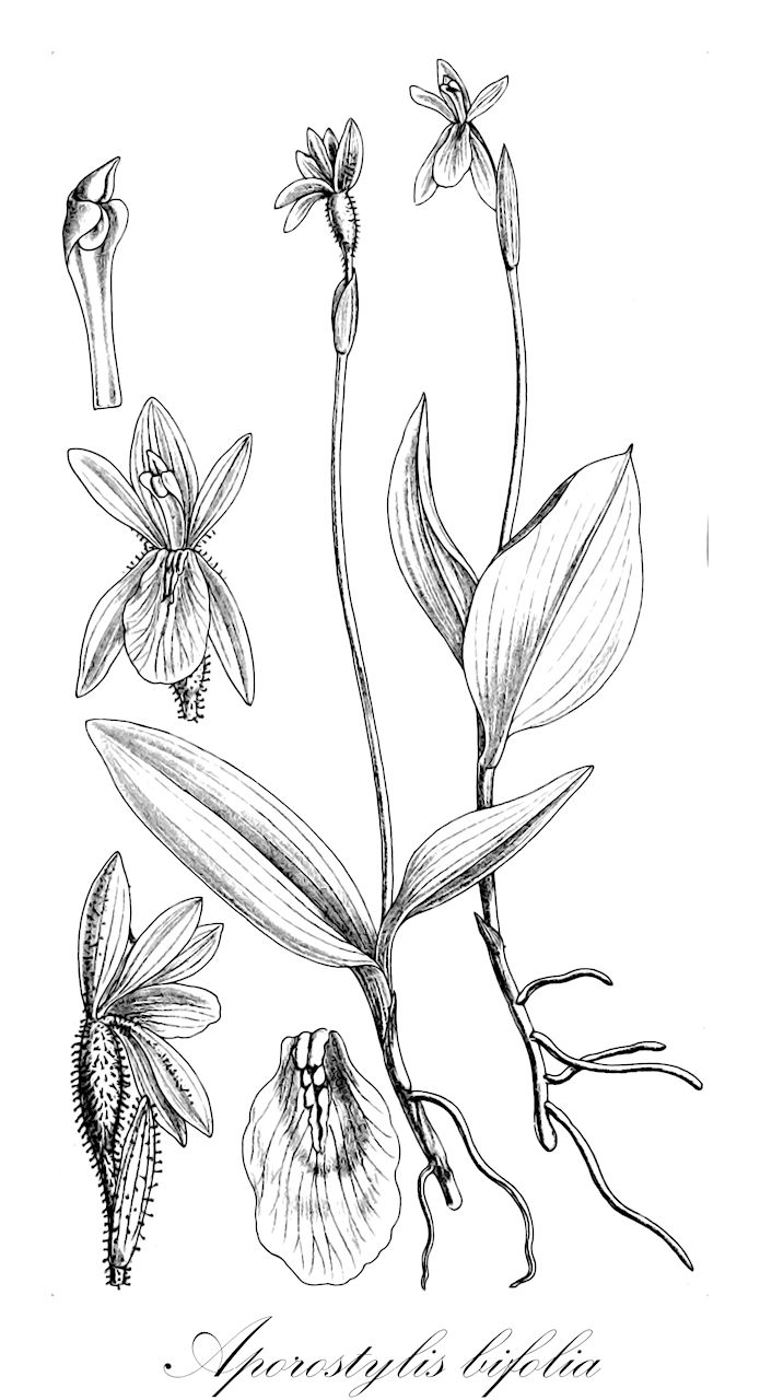 Aporostylis bifolia - Orchidaceae,Plantae,Pteridobiotina,Angiosperms,Asparagales,Orchidaceae,Aporostylis,Aporostylis bifolia,Caladenia bifolia, Caladenia macrophylla, Chiloglottis bifolia, Chiloglottis traversii