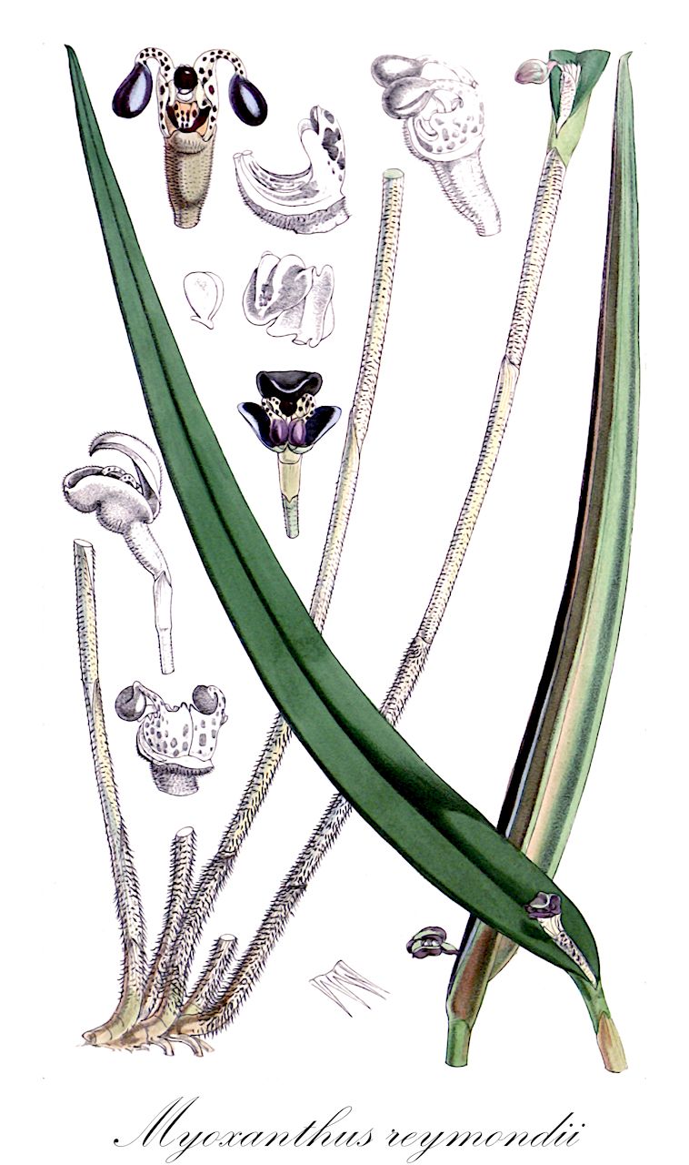 Myoxanthus reymondii - Orchidaceae,Plantae,Pteridobiotina,Angiosperms,Asparagales,Orchidaceae,Myoxanthus,Myoxanthus reymondii,Duboisia reymondii, Dubois-reymondia palpigera, Dubois-reymondia raimondii, Dubois-reymondia reymondii, Humboltia reymondii, Pleurothallis palpigera, Pleurothallis reymondii