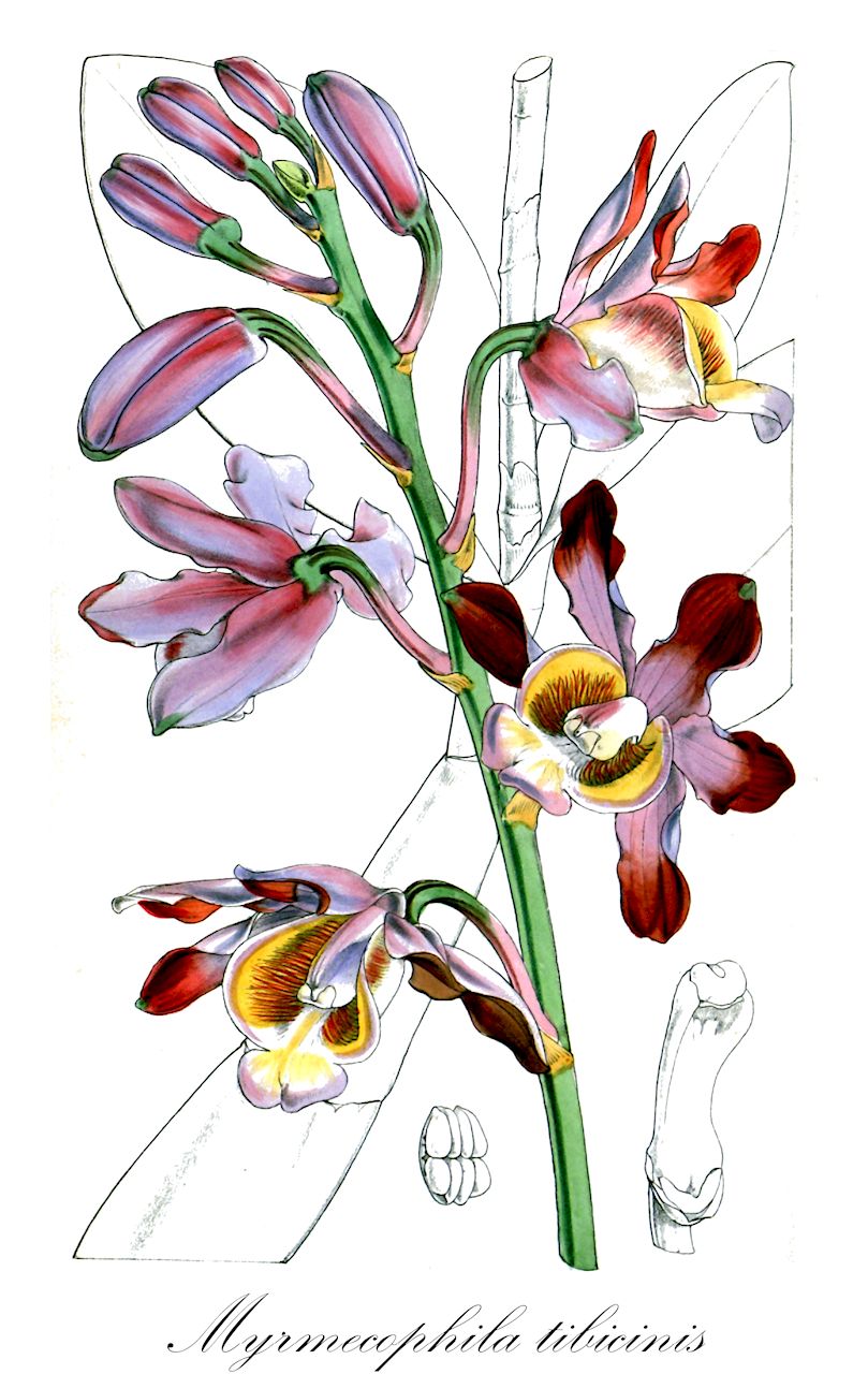 Myrmecophila tibicinis - Orchidaceae,Plantae,Pteridobiotina,Angiosperms,Asparagales,Orchidaceae,Myrmecophila,Myrmecophila tibicinis,Bletia tibicinis, Cattleya tibicinis, Epidendrum tibicinis, Laelia tibicinis, Laelia tibicinis, Schomburgkia brysiana var. intermedia, Schomburgkia campecheana, Schomburgkia intermedia, Schomburgkia tibicinis, Schomburgkia tibicinis