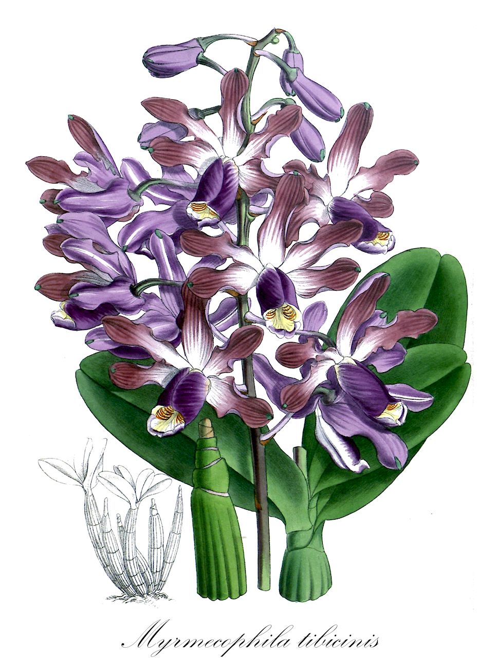 Myrmecophila tibicinis - Orchidaceae,Plantae,Pteridobiotina,Angiosperms,Asparagales,Orchidaceae,Myrmecophila,Myrmecophila tibicinis,Bletia tibicinis, Cattleya tibicinis, Epidendrum tibicinis, Laelia tibicinis, Laelia tibicinis, Schomburgkia brysiana var. intermedia, Schomburgkia campecheana, Schomburgkia intermedia, Schomburgkia tibicinis, Schomburgkia tibicinis