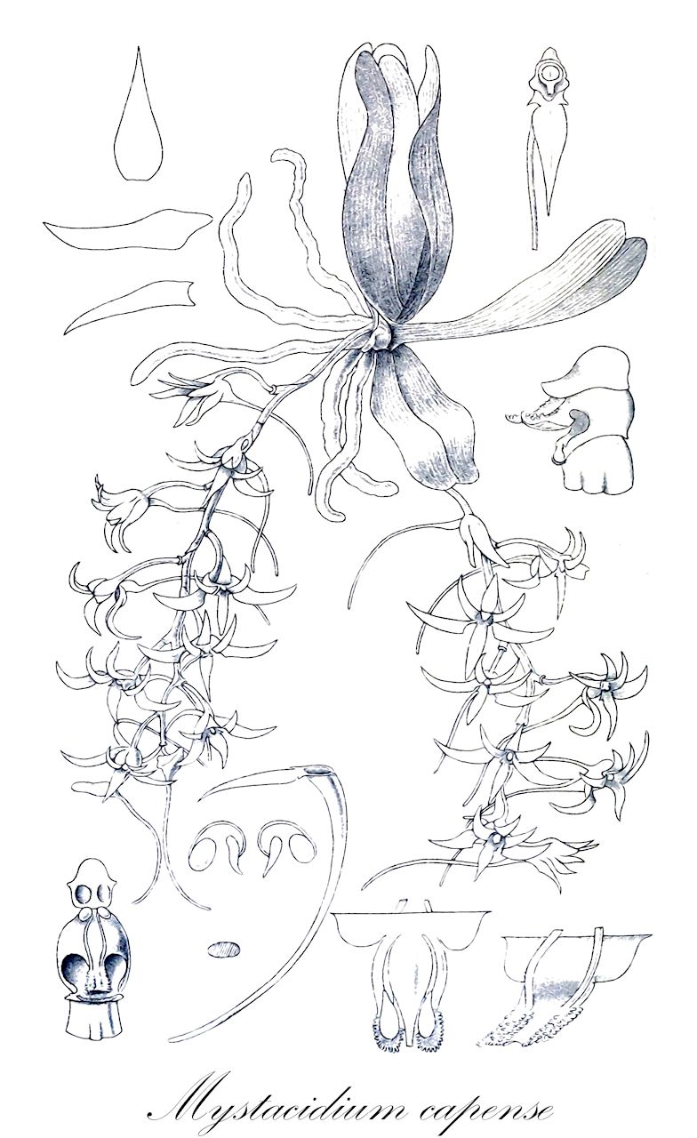Mystacidium capense - Orchidaceae,Plantae,Pteridobiotina,Angiosperms,Asparagales,Orchidaceae,Mystacidium,Mystacidium capense,Aeranthes filicornis, Angraecum capense, Epidendrum capense, Epidorkis longicornis, Eulophia longicornis, Limodorum longicorne, Limodorum longicornu, Mystacidium capense, Mystacidium filicorne, Mystacidium longicornu