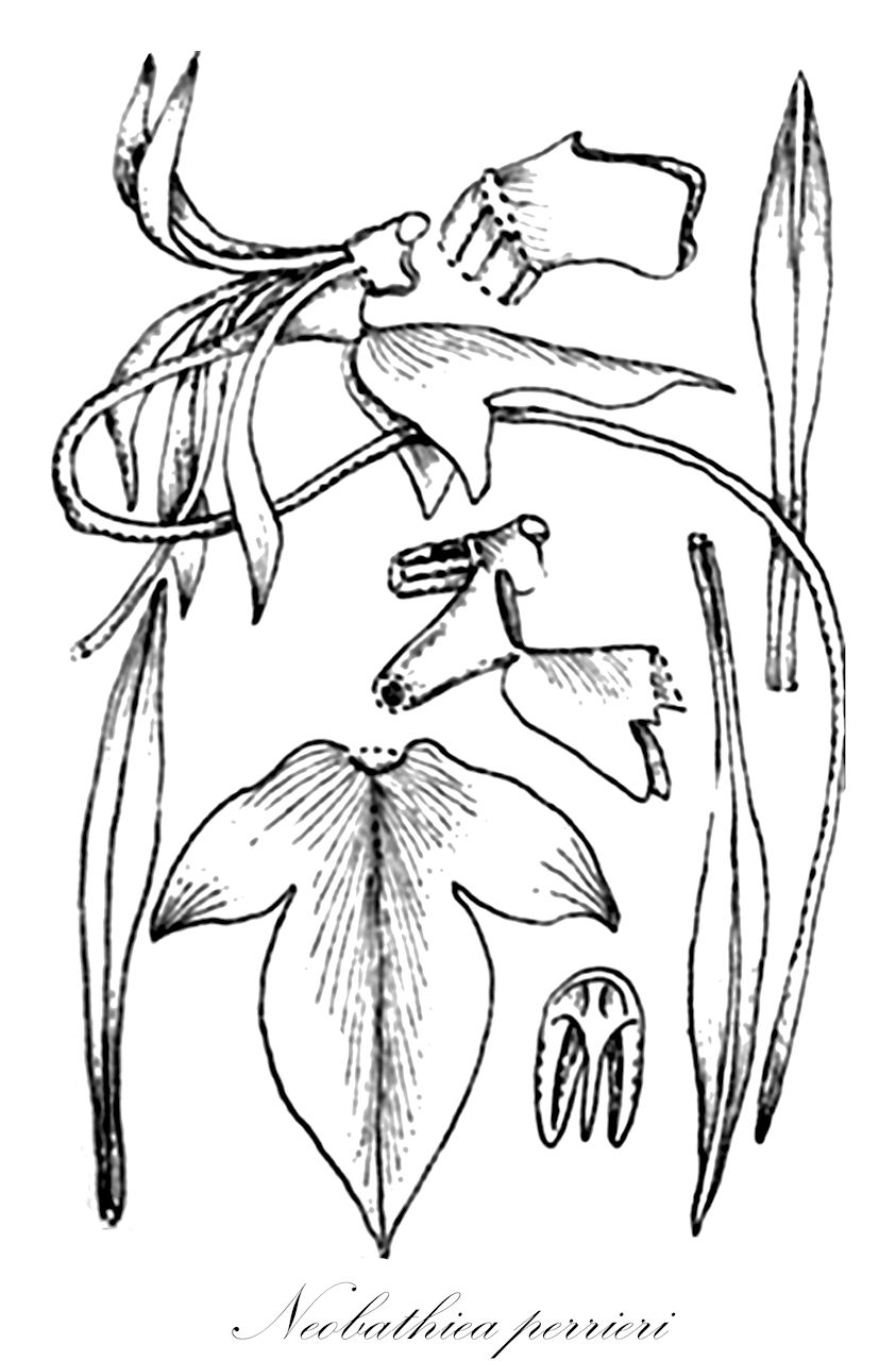 Neobathiea perrieri - Orchidaceae,Plantae,Pteridobiotina,Angiosperms,Asparagales,Orchidaceae,Neobathiea,Neobathiea perrieri,Aeranthes perrieri, Bathiea perrieri