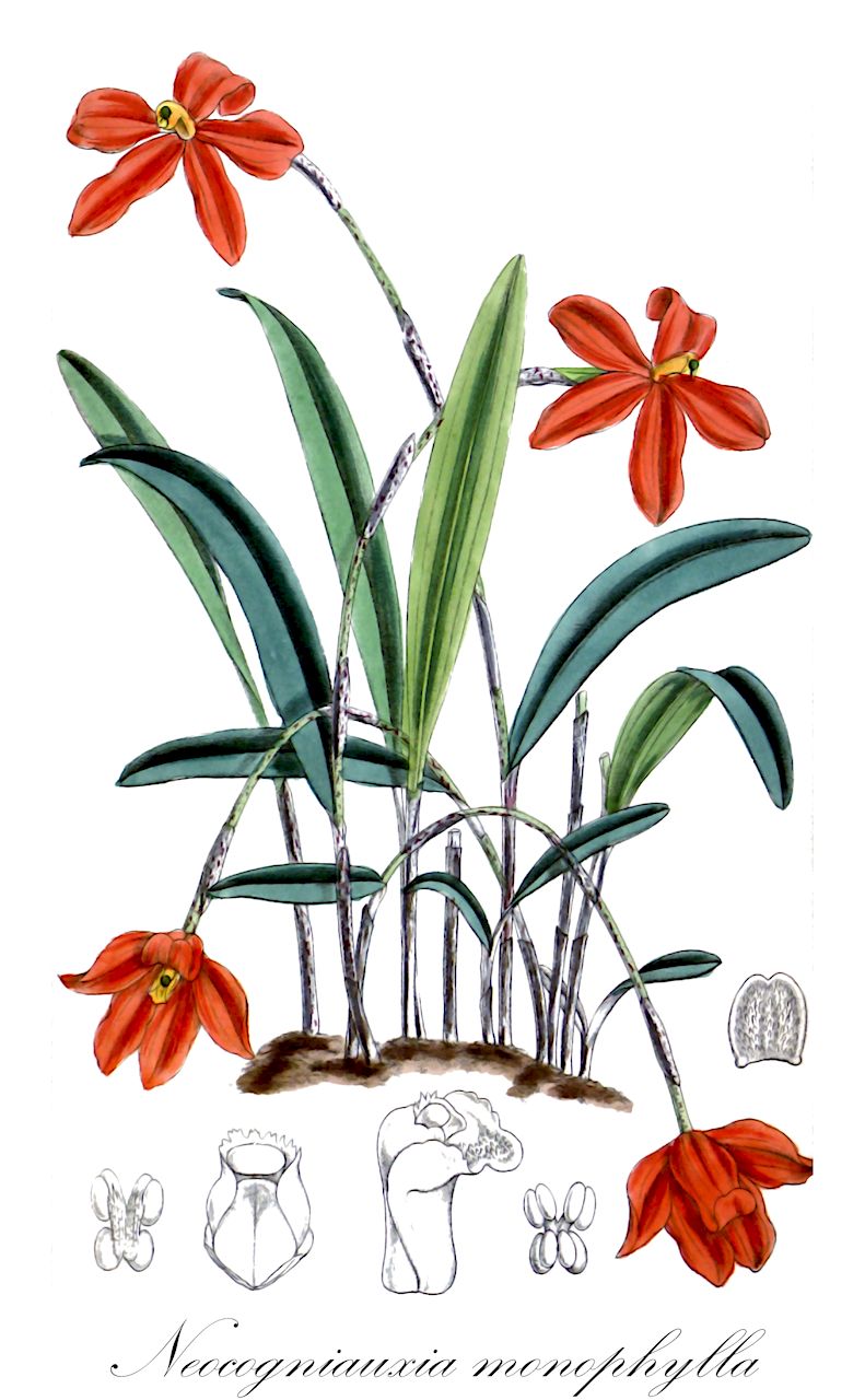 Neocogniauxia monophylla - Orchidaceae,Plantae,Pteridobiotina,Angiosperms,Asparagales,Orchidaceae,Neocogniauxia,Neocogniauxia monophylla,Epidendrum brachyglossum, Laelia monophylla, Octadesmia monophylla, Trigonidium monophyllum