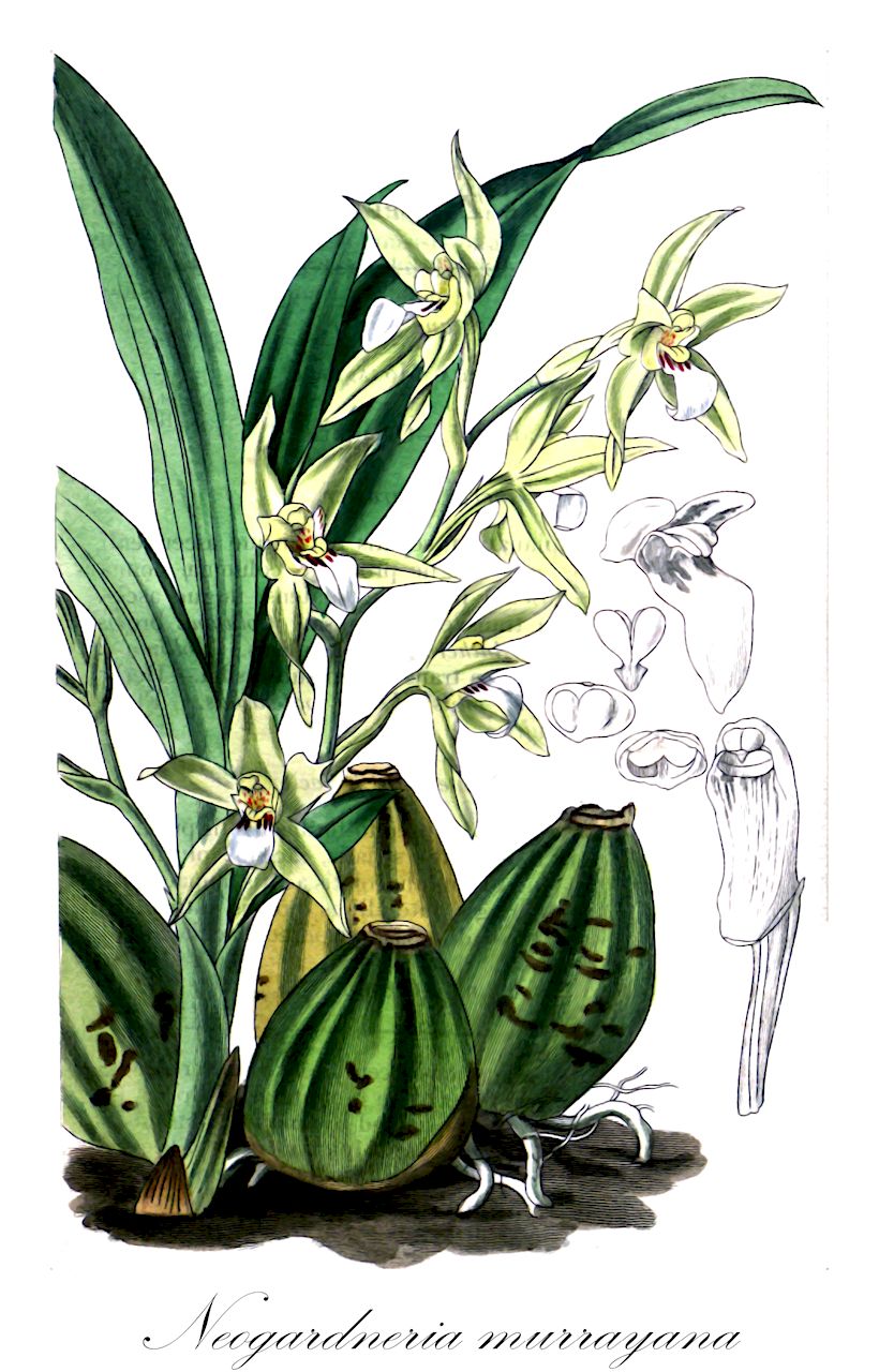Neogardneria murrayana - Orchidaceae,Plantae,Pteridobiotina,Angiosperms,Asparagales,Orchidaceae,Neogardneria,Neogardneria murrayana,Eulophia murrayana, Neogardneria binotii, Zygopetalum binoti, Zygopetalum murrayanum