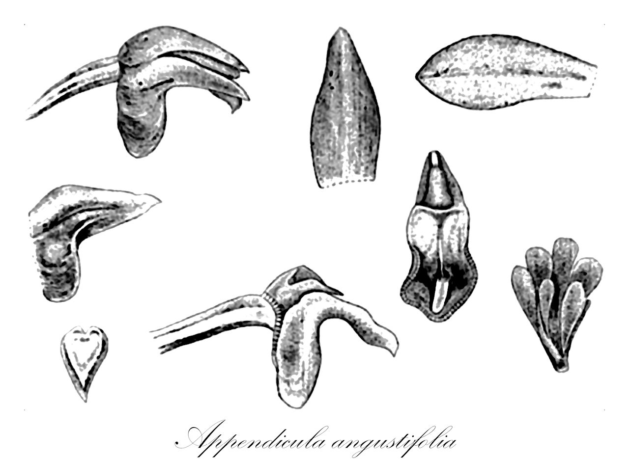 Appendicula angustifolia - Orchidaceae,Appendicula monoceras, Appendicula tricornis, Podochilus angustifolius,Plantae,Pteridobiotina,Angiosperms,Asparagales,Orchidaceae,Appendicula,Appendicula angustifolia