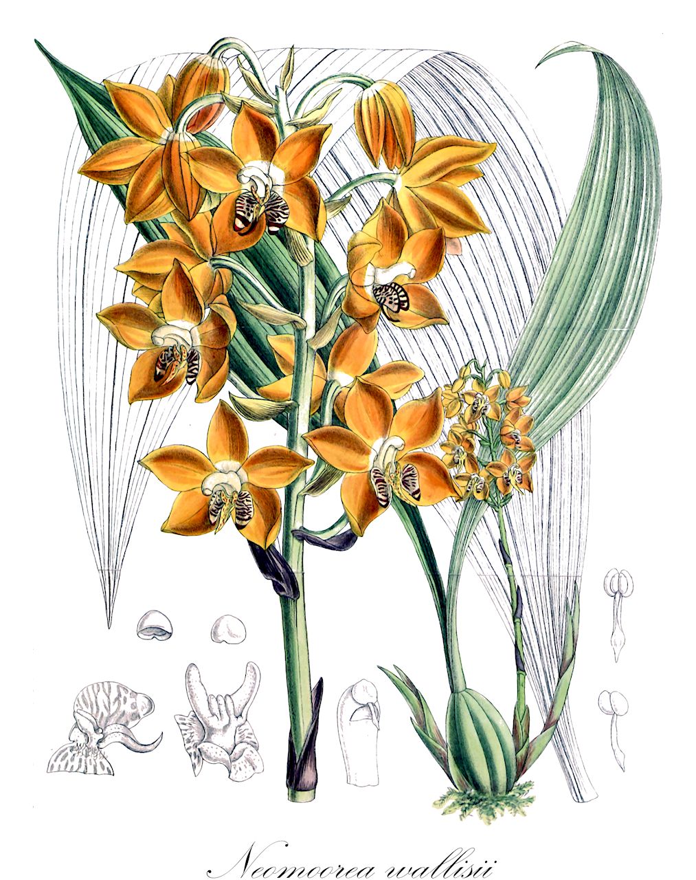 Neomoorea wallisii - Orchidaceae,Plantae,Pteridobiotina,Angiosperms,Asparagales,Orchidaceae,Neomoorea,Neomoorea wallisii,Lueddemannia wallisii, Moorea irrorata, Neomoorea irrorata