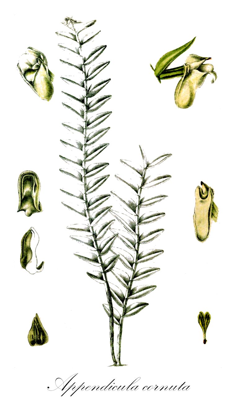 Appendicula cornuta - Orchidaceae,Appendicula bifaria, Appendicula bifaria var. wallichiana, Appendicula brachiata, Appendicula cyclopetala, Appendicula manilensis, Appendicula reduplicata, Callista bifaria, Dendrobium bifarium, Dendrobium manilense, Dendrobium pseudorevolutum, Distichorchis bifaria, Podochilus brachiatus, Podochilus cornutus, Podochilus cyclopetalus,Plantae,Pteridobiotina,Angiosperms,Asparagales,Orchidaceae,Appendicula,Appendicula cornuta