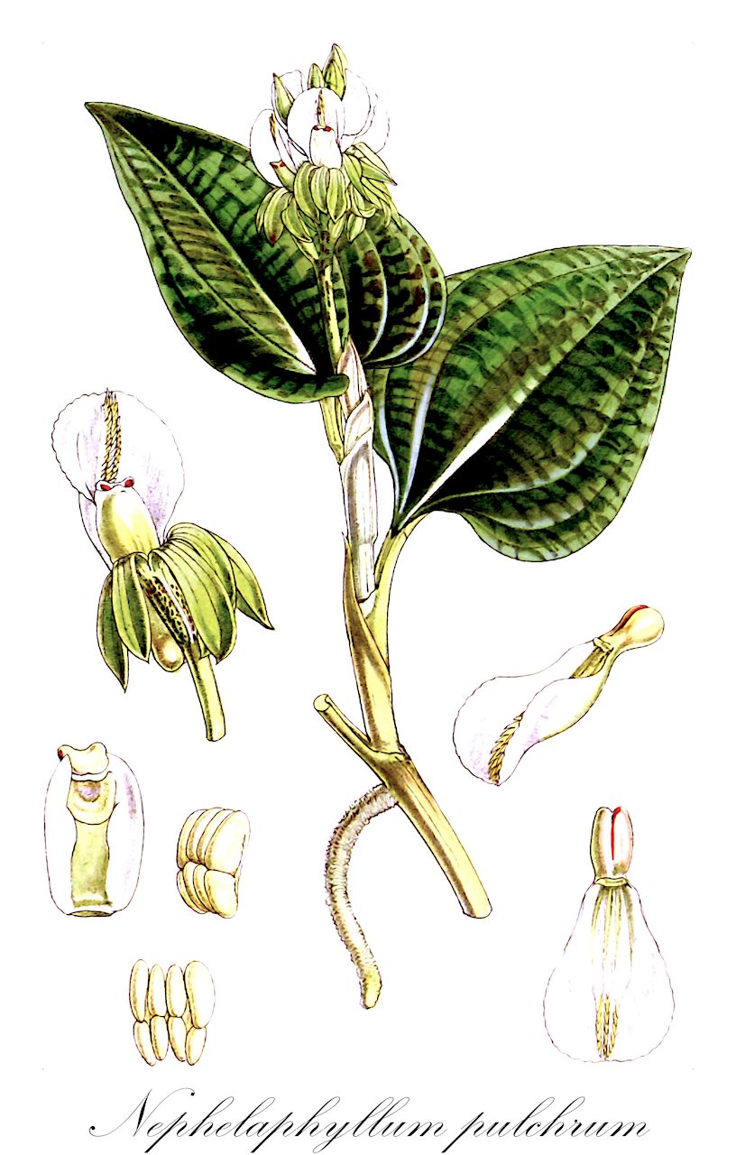 Nephelaphyllum pulchrum - Orchidaceae,Plantae,Pteridobiotina,Angiosperms,Asparagales,Orchidaceae,Nephelaphyllum,Nephelaphyllum pulchrum,Anoectochilus pulcher, Nephelaphyllum latilabre, Tainia pulchra