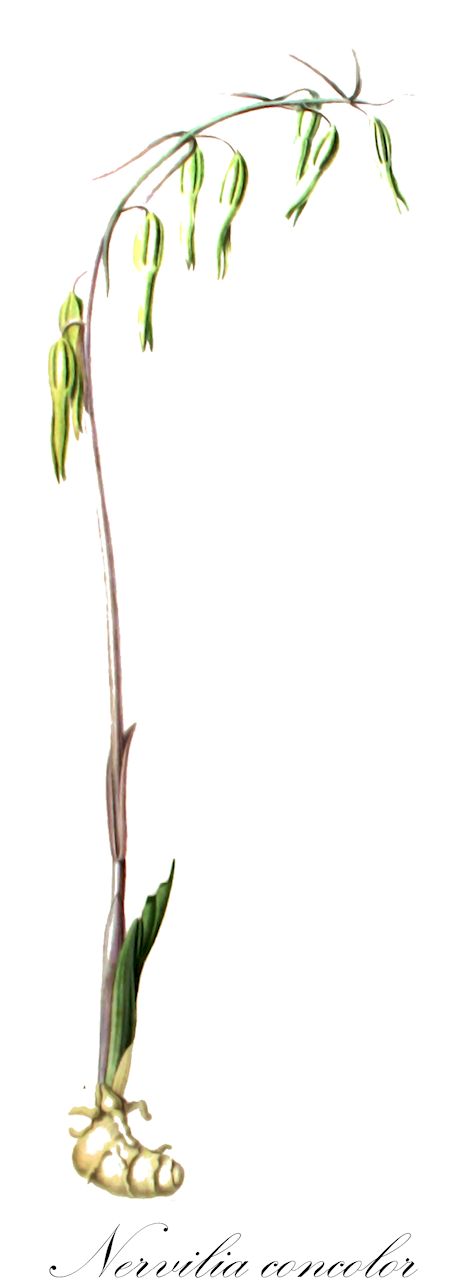 Nervilia concolor - Orchidaceae,Plantae,Pteridobiotina,Angiosperms,Asparagales,Orchidaceae,Nervilia,Nervilia concolor,Aplostellis flabelliformis, Cordyla concolor, Epipactis carinata, Nervilia aragoana, Nervilia carinata, Nervilia flabelliformis, Nervilia scottii, Nervilia tibetensis, Nervilia yaeyamensis, Pogonia carinata, Pogonia concolor, Pogonia flabelliformis, Pogonia gracilis, Pogonia nervilia, Pogonia scottii, Roptrostemon concolor