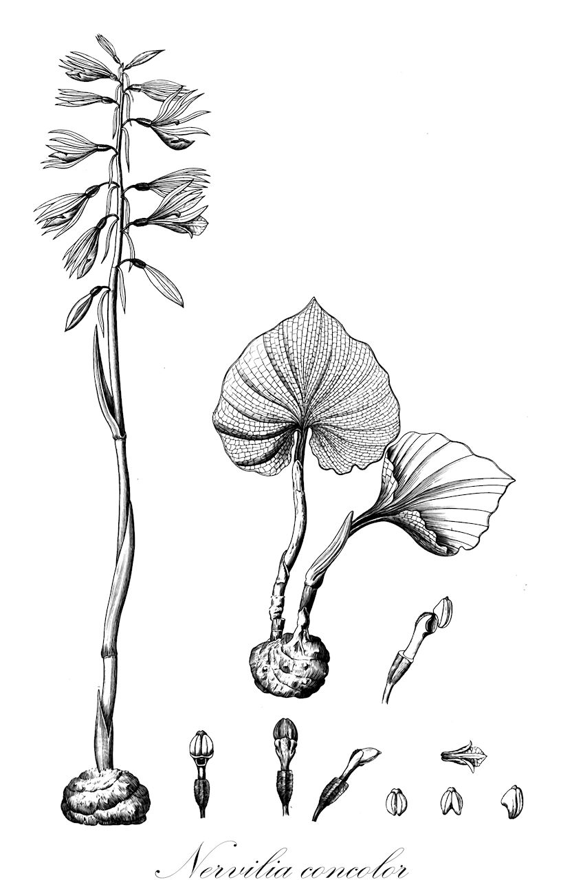 Nervilia concolor - Orchidaceae,Plantae,Pteridobiotina,Angiosperms,Asparagales,Orchidaceae,Nervilia,Nervilia concolor,Aplostellis flabelliformis, Cordyla concolor, Epipactis carinata, Nervilia aragoana, Nervilia carinata, Nervilia flabelliformis, Nervilia scottii, Nervilia tibetensis, Nervilia yaeyamensis, Pogonia carinata, Pogonia concolor, Pogonia flabelliformis, Pogonia gracilis, Pogonia nervilia, Pogonia scottii, Roptrostemon concolor