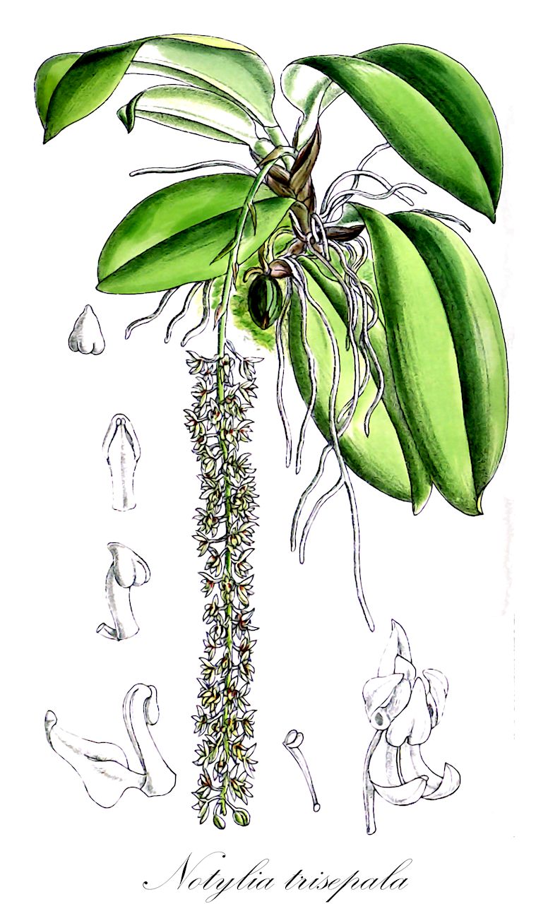 Notylia trisepala - Orchidaceae,Plantae,Pteridobiotina,Angiosperms,Asparagales,Orchidaceae,Notylia,Notylia trisepala,Notylia turialbae