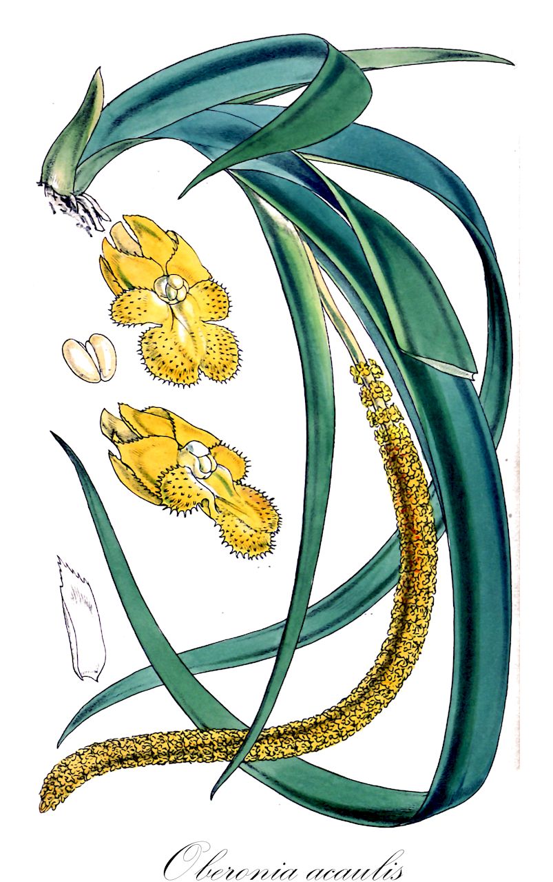 Oberonia acaulis - Orchidaceae,Plantae,Pteridobiotina,Angiosperms,Asparagales,Orchidaceae,Oberonia,Oberonia acaulis,Iridorchis myriantha