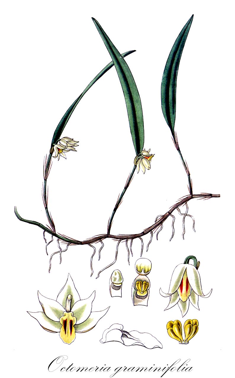Octomeria graminifolia - Orchidaceae,Plantae,Pteridobiotina,Angiosperms,Asparagales,Orchidaceae,Octomeria,Octomeria graminifolia,Dendrobium graminifolium, Enothrea graminifolia, Epidendrum graminifolium, Humboltia apiculata, Octomeria apiculata, Octomeria baueri, Octomeria graminifolia var. lancifolia, Octomeria graminifolia var. ophioglossoides, Octomeria loddigesii, Octomeria longirepens, Octomeria serpens, Pleurothallis apiculata
