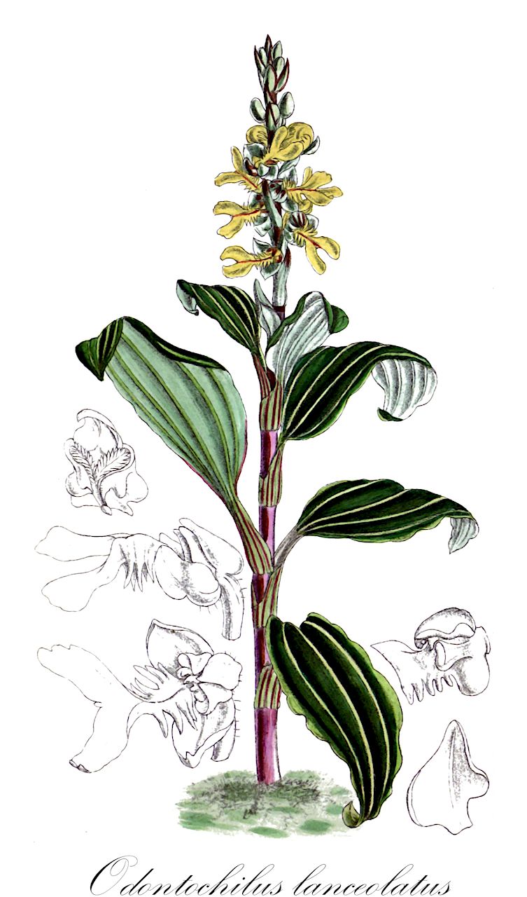 Odontochilus lanceolatus - Orchidaceae,Plantae,Pteridobiotina,Angiosperms,Asparagales,Orchidaceae,Odontochilus,Odontochilus lanceolatus,Anoectochilus flavus, Anoectochilus lanceolatus, Anoectochilus luteus, Cystopus flavus, Cystopus lanceolatus, Odontochilus yunnanensis