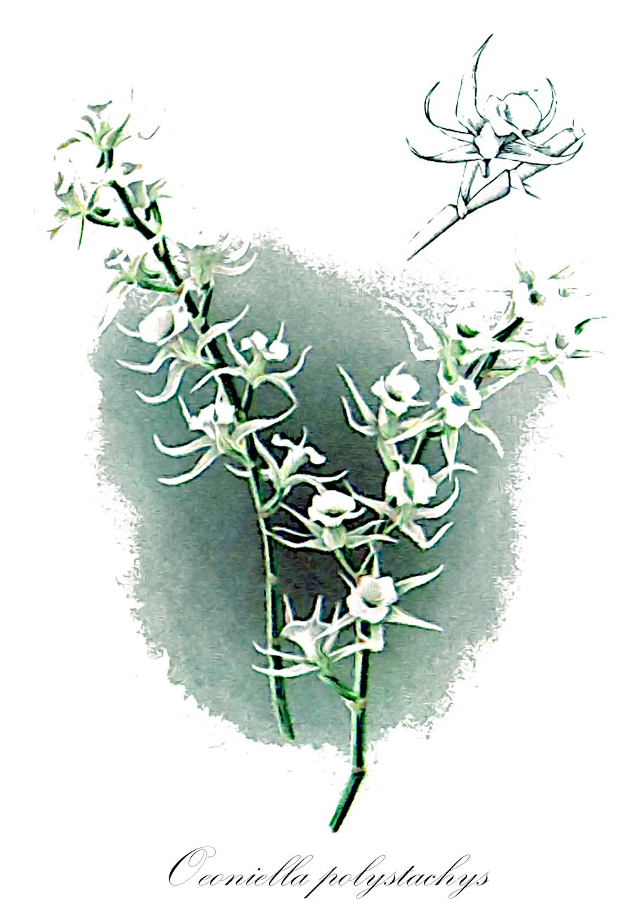 Oeoniella polystachys - Orchidaceae,Plantae,Pteridobiotina,Angiosperms,Asparagales,Orchidaceae,Oeoniella,Oeoniella polystachys,Aeonia polystachya, Aeranthes polystachya, Angorchis polystachya, Angraecum kimballianum, Angraecum polystachyum, Beclardia polystachya, Epidendrum polystachys, Epidorkis polystachya, Epidorkis polystepis, Listrostachys polystachys, Macradenia polystachya, Monixus polystachys, Oeonia polystachys