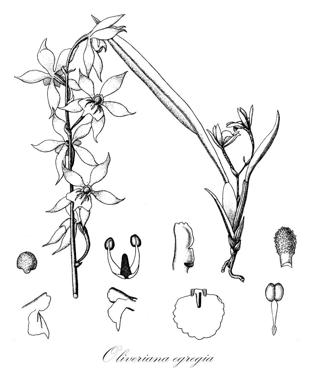 Oliveriana egregia - Orchidaceae,Plantae,Pteridobiotina,Angiosperms,Asparagales,Orchidaceae,Oliveriana,Oliveriana egregia