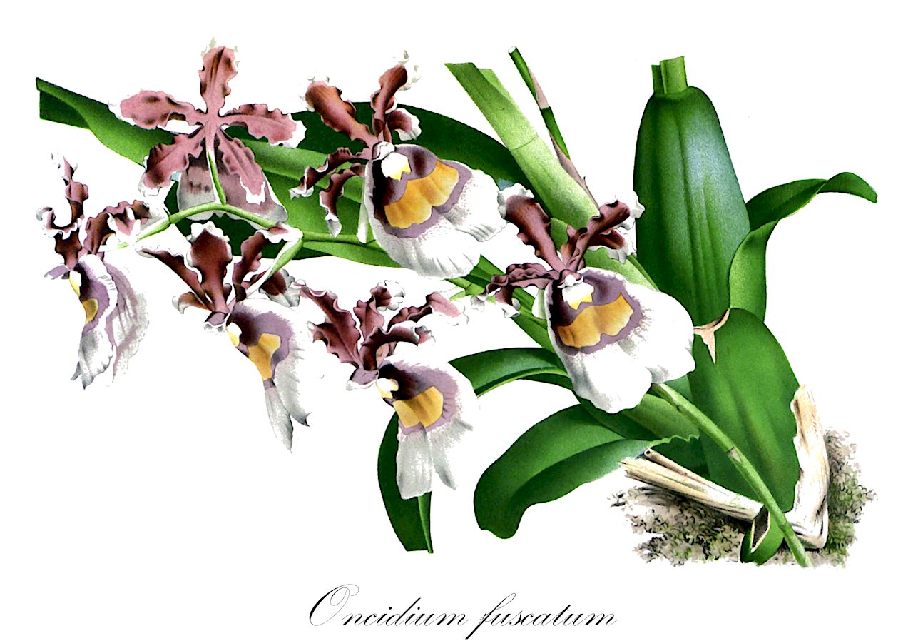 Oncidium fuscatum - Orchidaceae,Plantae,Pteridobiotina,Angiosperms,Asparagales,Orchidaceae,Oncidium,Oncidium fuscatum,Chamaeleorchis warscewiczii, Miltonia warscewiczii, Miltonia warszewiczii, Miltonia warszewiczii var. aetherea, Miltonioides warszewiczii, Odontoglossum weltonii, Oncidium weltonii