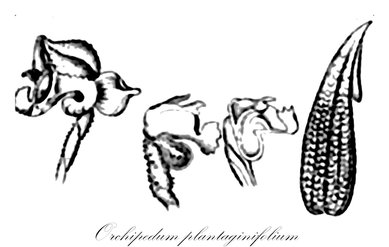 Orchipedum plantaginifolium - Orchidaceae,Queteletia plantaginifolia,Plantae,Pteridobiotina,Angiosperms,Asparagales,Orchidaceae,Orchipedum,Orchipedum plantaginifolium