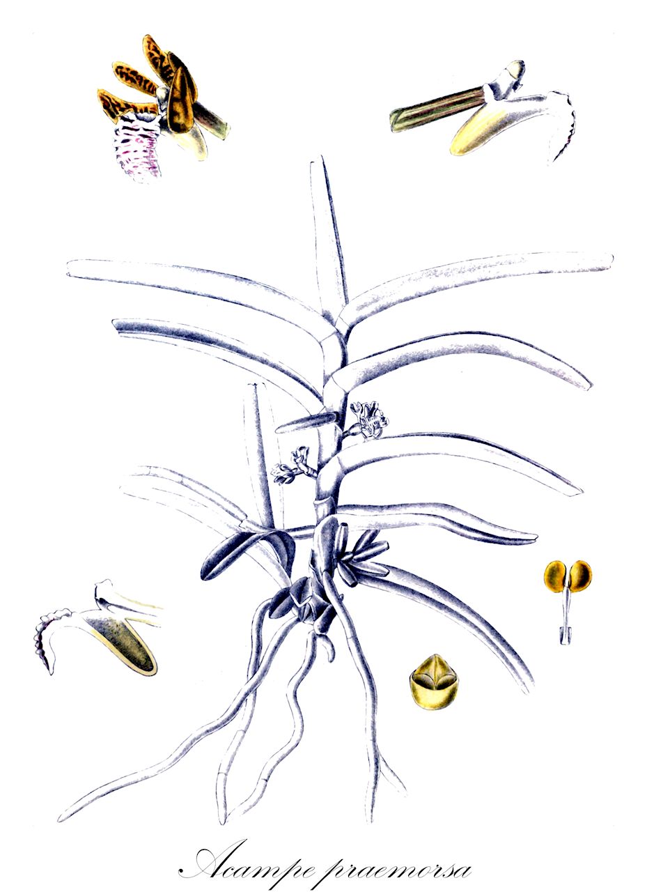 Acampe praemorsa - Orchidaceae,Acampe papillosa, Cymbidium praemorsum, Epidendrum praemorsum, Gastrochilus papillosus, Gastrochilus praemorsus, Rhynchostylis papillosa, Saccolabium papillosum, Saccolabium praemorsum, Sarcanthus papillosus, Sarcanthus praemorsus, Sarcochilus praemorsus,Plantae,Pteridobiotina,Angiosperms,Asparagales,Orchidaceae,Acampe,Acampe praemorsa