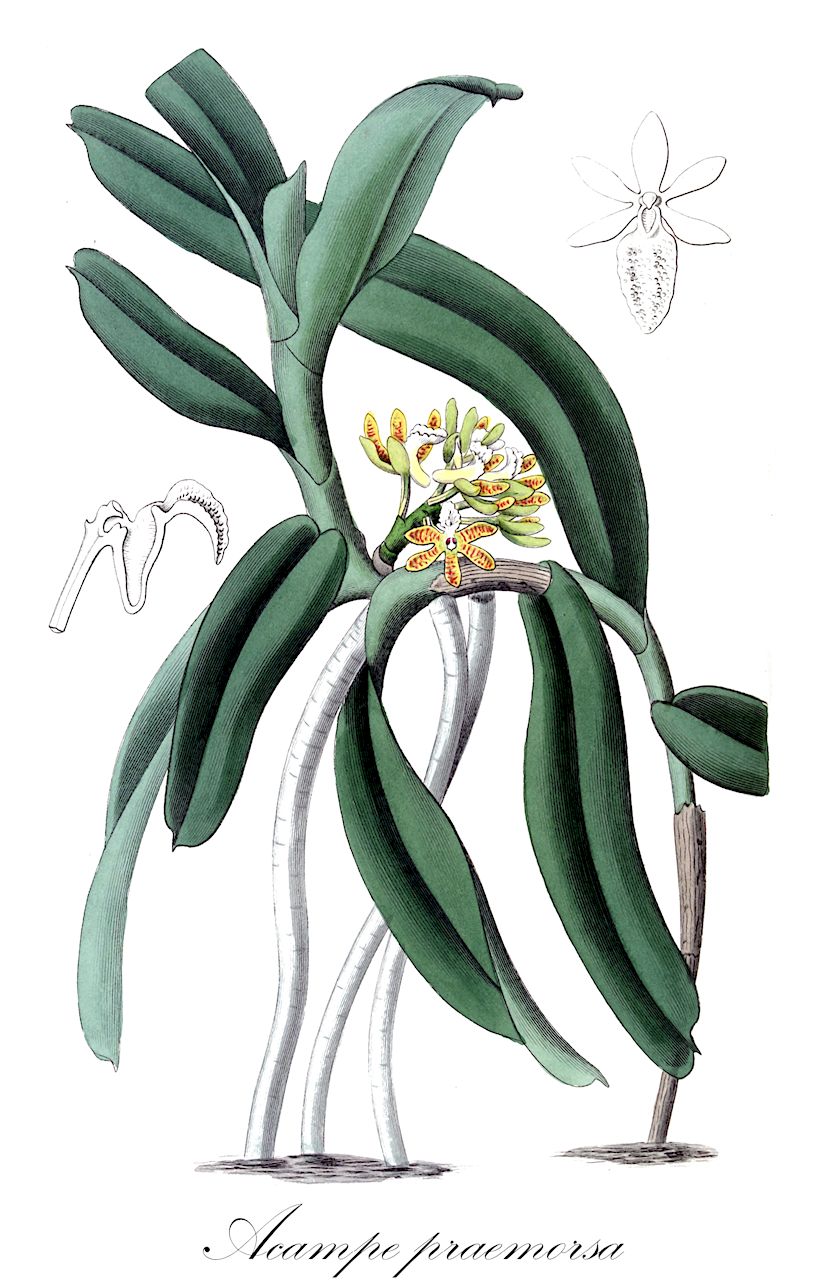 Acampe praemorsa - Orchidaceae,Plantae,Pteridobiotina,Angiosperms,Asparagales,Orchidaceae,Acampe,Acampe praemorsa,Acampe papillosa, Cymbidium praemorsum, Epidendrum praemorsum, Gastrochilus papillosus, Gastrochilus praemorsus, Rhynchostylis papillosa, Saccolabium papillosum, Saccolabium praemorsum, Sarcanthus papillosus, Sarcanthus praemorsus, Sarcochilus praemorsus