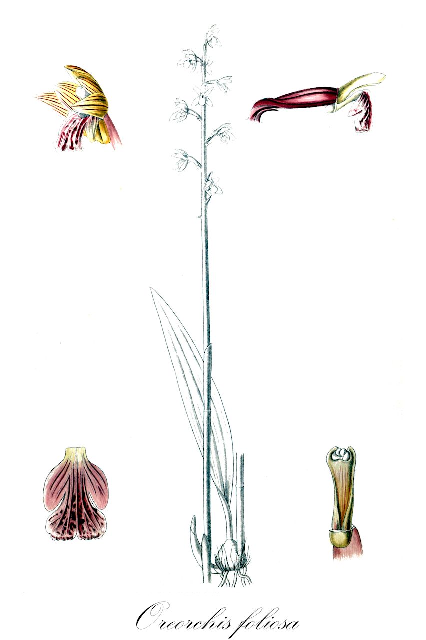 Oreorchis foliosa - Orchidaceae,Corallorhiza foliosa, Kitigorchis foliosa, Oreorchis foliosa var. foliosa,Plantae,Pteridobiotina,Angiosperms,Asparagales,Orchidaceae,Oreorchis,Oreorchis foliosa