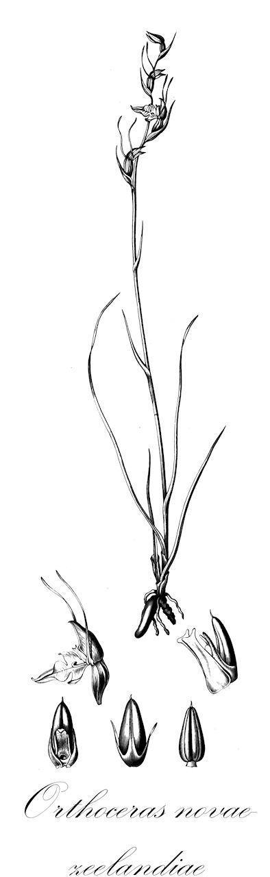 Orthoceras novae-zeelandiae - Orchidaceae,Plantae,Pteridobiotina,Angiosperms,Asparagales,Orchidaceae,Orthoceras,Orthoceras novae-zeelandiae,Diuris novae-zeelandiae, Orthoceras caput-serpentis, Orthoceras rubrum, Orthoceras solandri, Orthoceras strictum f. viride