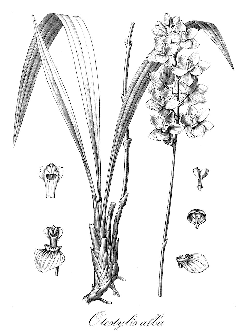Otostylis alba - Orchidaceae,Plantae,Pteridobiotina,Angiosperms,Asparagales,Orchidaceae,Otostylis,Otostylis alba,Aganisia alba, Aganisia venusta, Koellensteinia alba, Otostylis venusta, Warreella venusta, Zygopetalum venustum