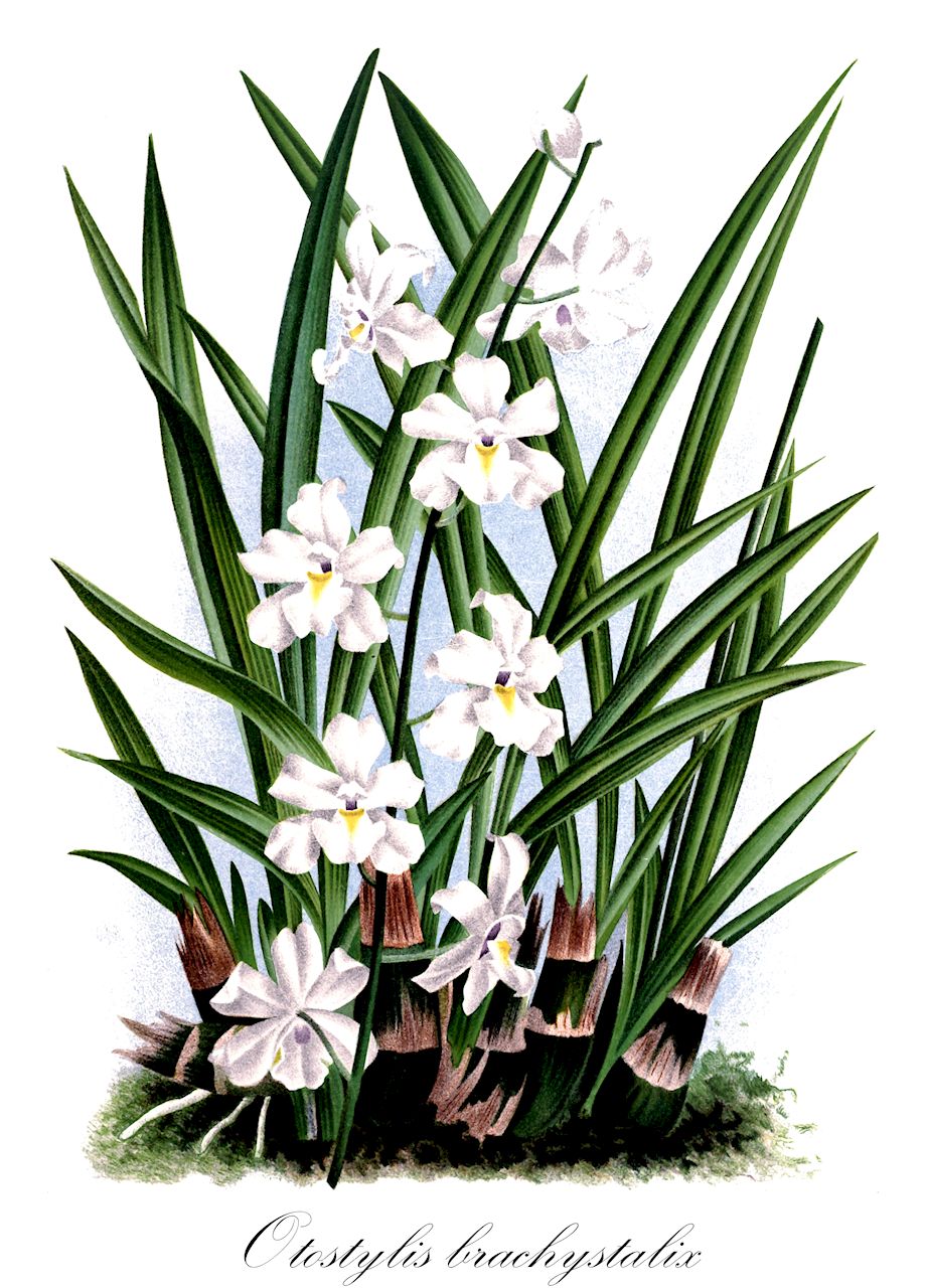 Otostylis brachystalix - Orchidaceae,Plantae,Pteridobiotina,Angiosperms,Asparagales,Orchidaceae,Otostylis,Otostylis brachystalix,Aganisia brachystalix, Aganisia lepida, Cyrtopodium grisebachii, Koellensteinia brachystalix, Otostylis lepida, Otostylis paludosa, Zygopetalum brachystalix, Zygopetalum paludosum